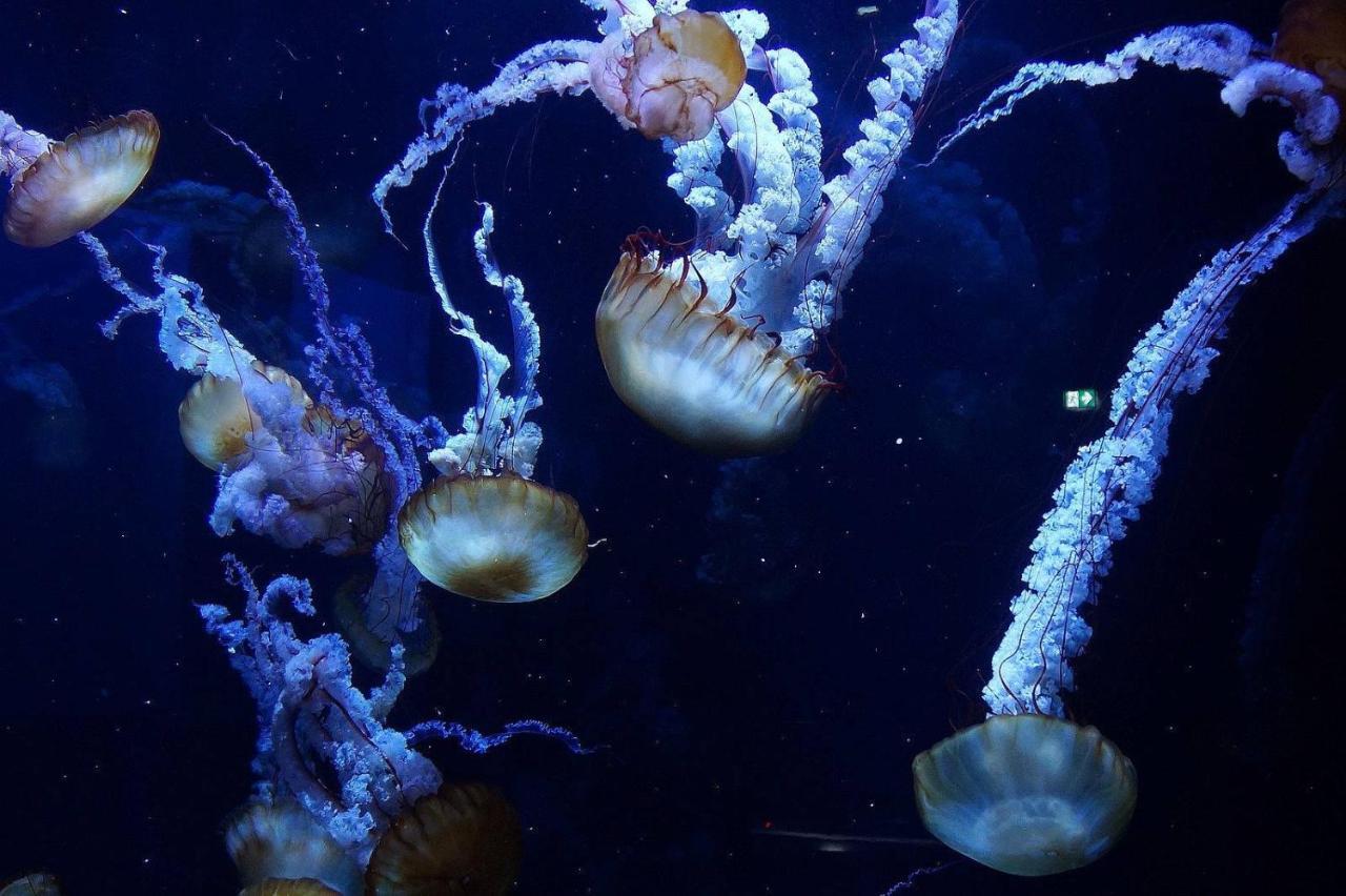 Maison Napoleon Wimille エクステリア 写真